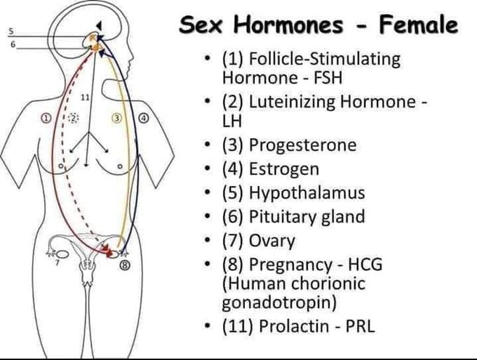 Female sex hormones