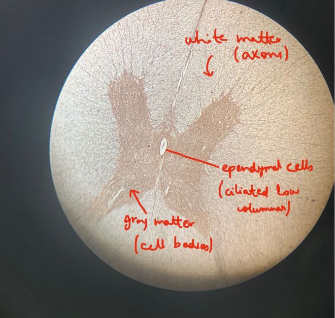 Spinal Cord