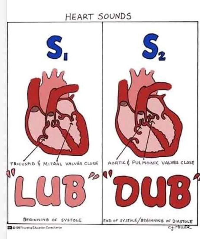Lub dub