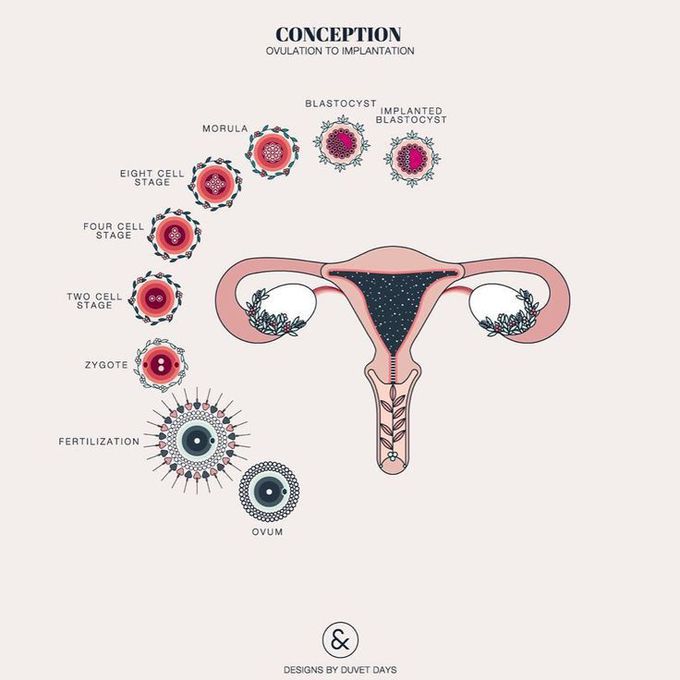 Conception