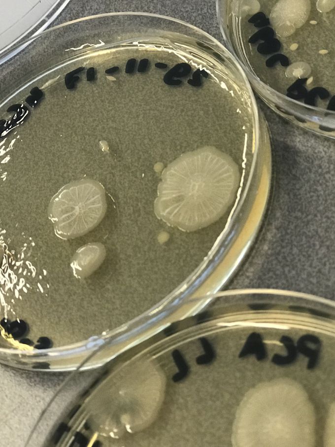Growth on pca agar