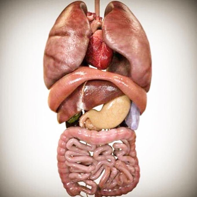 Interesting photo shows the organization of human viscera