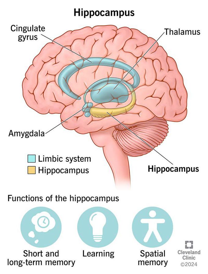 Hippocampus