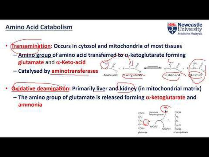 Difference between glucogenic and ketogenic amino acids.