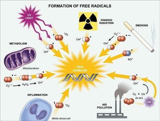 Free Radicals Injury