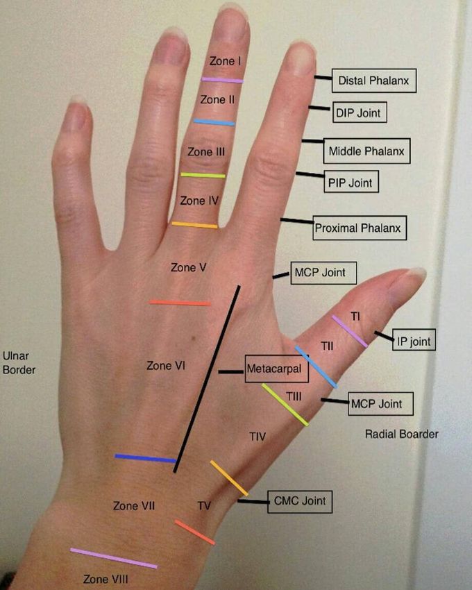 Topographical anatomy of hand