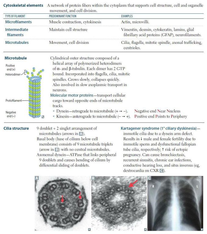 Epithelial - Cilia