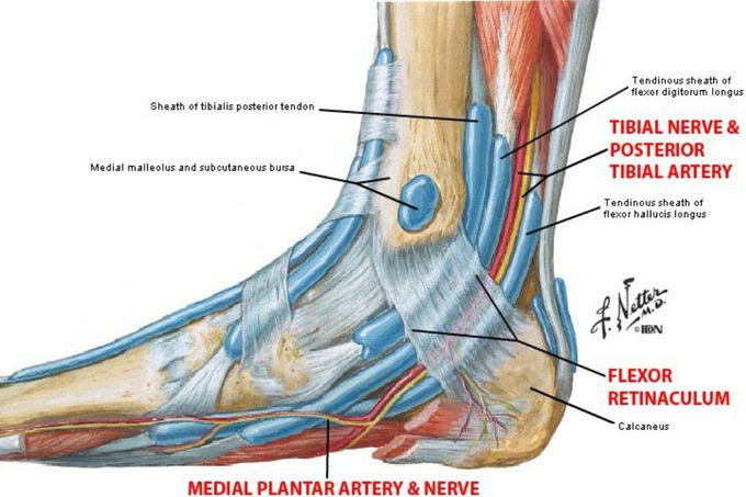 STRUCTURES UNDER FLEXOR RETINACULUM OF FOOT