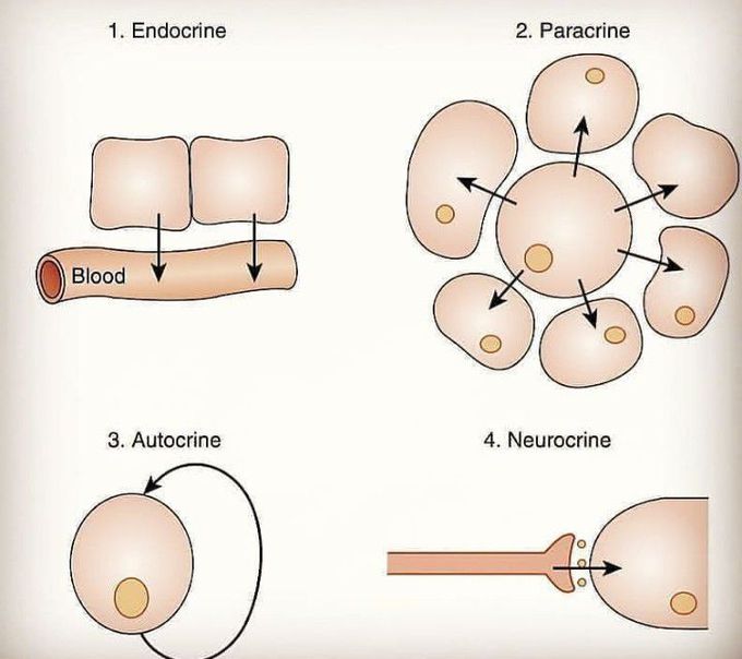 Major classes of signalling by endocrine system