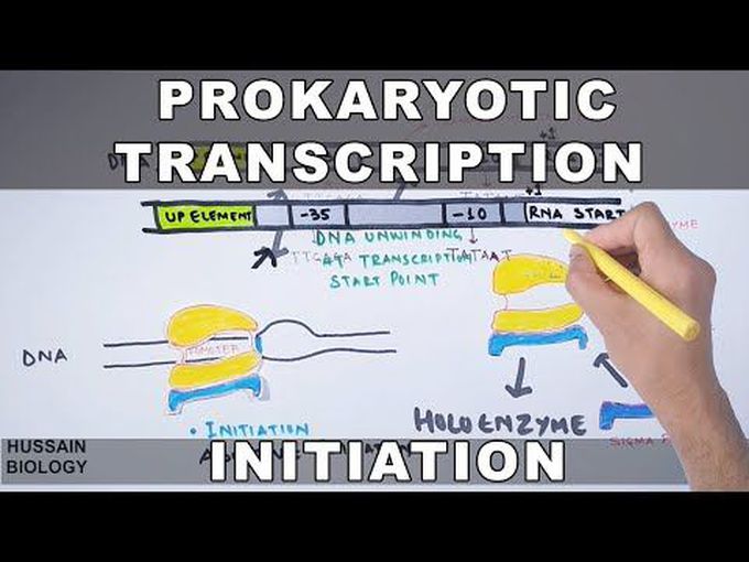 Prokaryotic Transcription-Initiation and Elongation