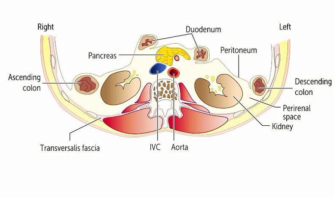 Retroperitoneal Structures