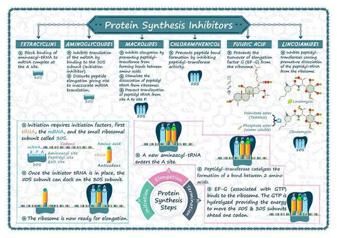 Protein Synthesis Inhibitors