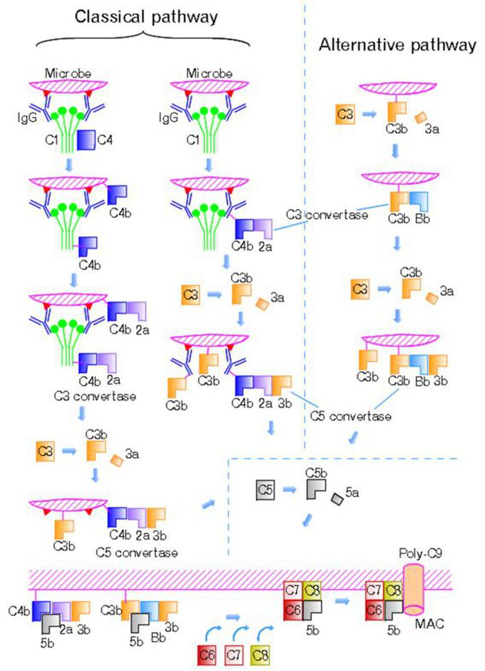 Complement pathway