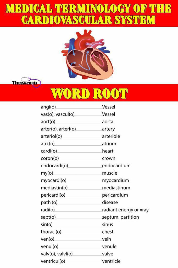Cardiovascular System-words roots
