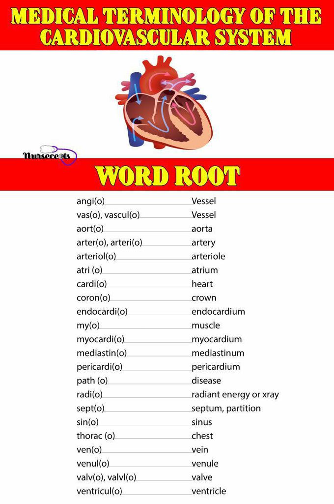 cardiovascular-system-words-roots-medizzy