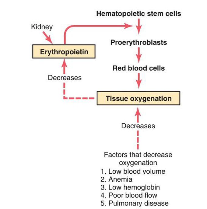 Erythropoietin mechanism