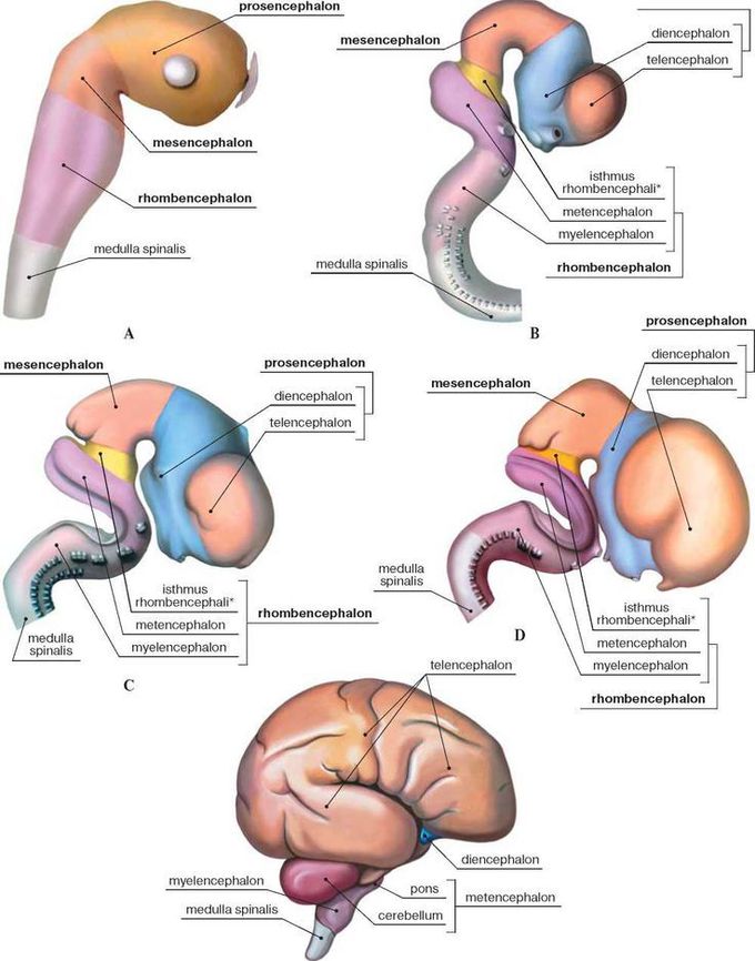 Развитие головного мозга | Neurovisualization | Anatomy, Medicine and Med student