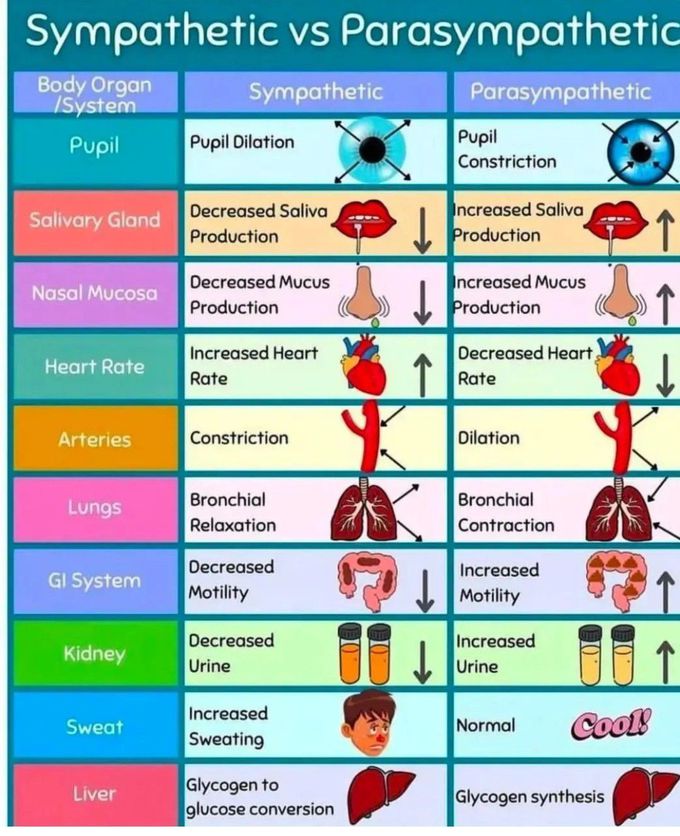 Sympathetic Vs Parasympathetic Biology Diagrams