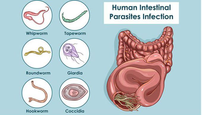 Types of worm in human