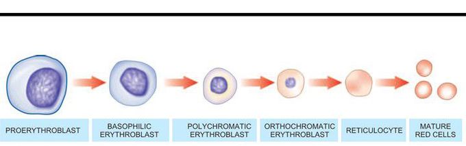 The erythroid series