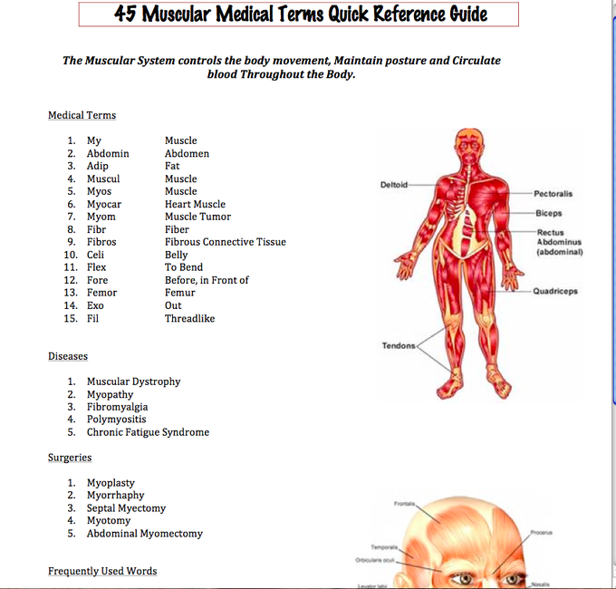 Muscular medical terms