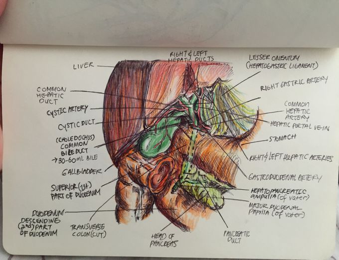 #notes HPB anatomy