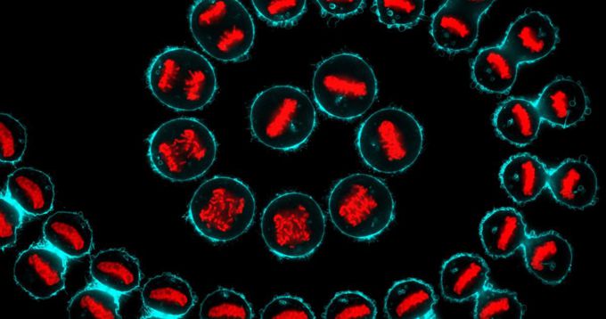 Putting cancer cells to sleep