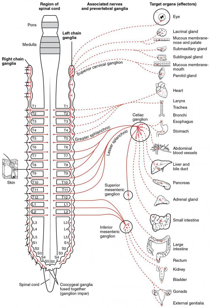 Sympathetic nerve supply
