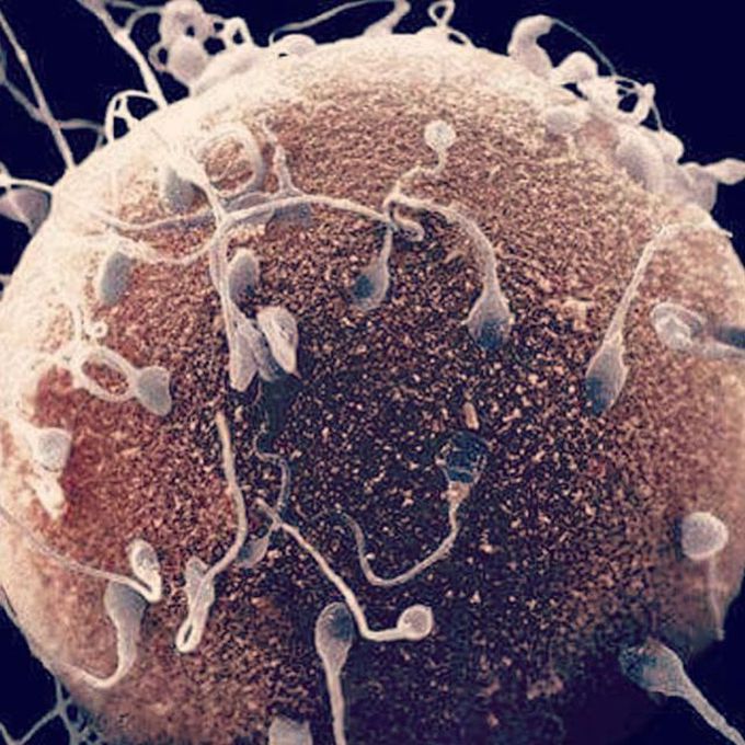 Fertilization