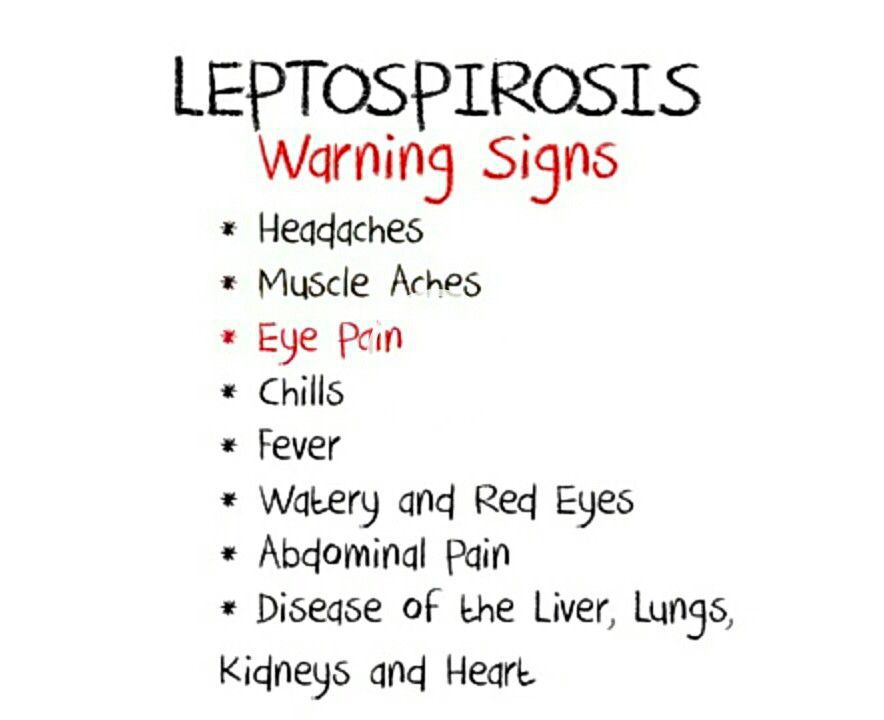 Leptospirosis -warning signs ⚠ - MEDizzy