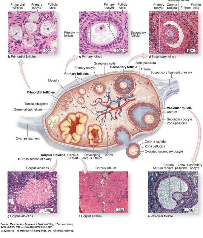 OvarY