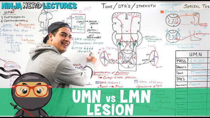 UMN vs LMN Lesion