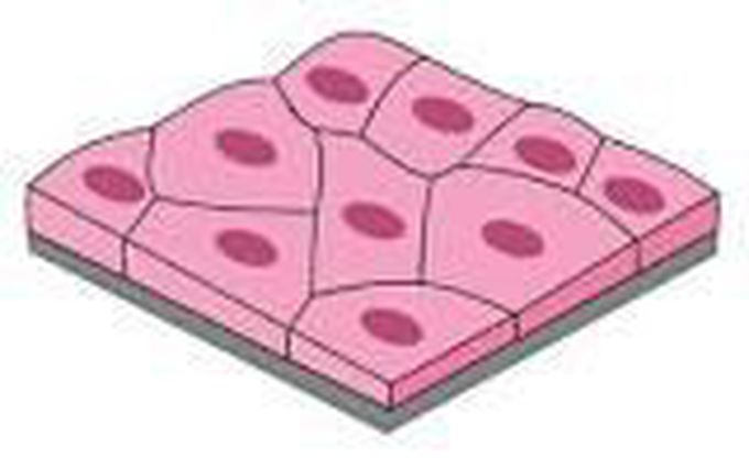 Simple squamous epithelium