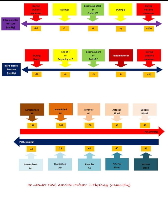 Respiratory physiology