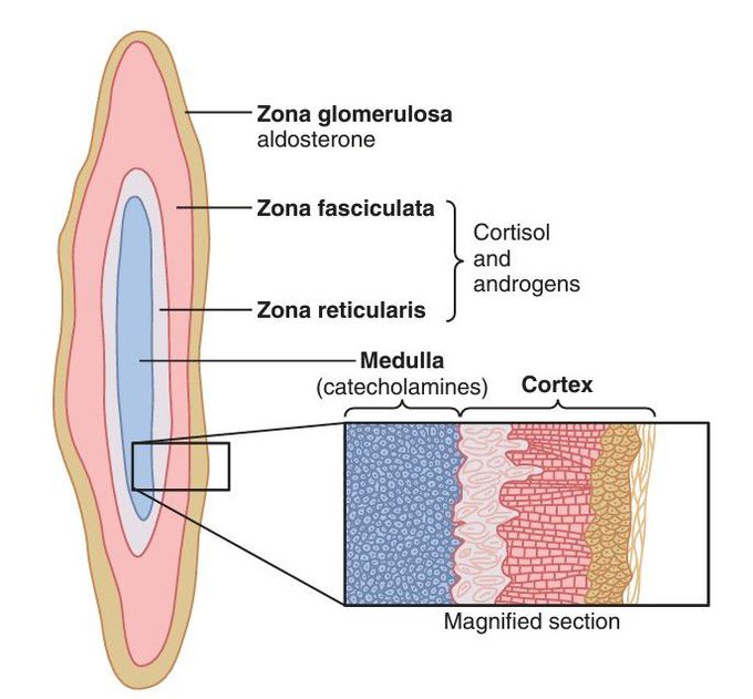 Adrenal cortex