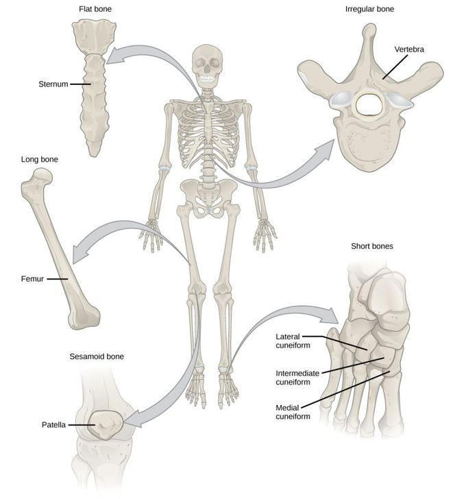 Types of Bones