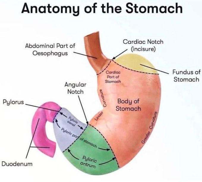 Anatomy of stomach