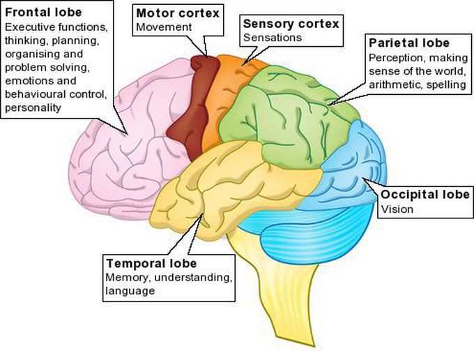 parts of the brain lobes