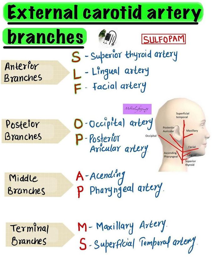 External Carotid Artery - Branches