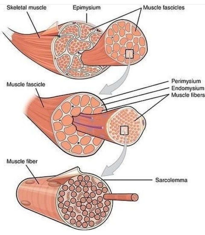 Structure of the Muscle