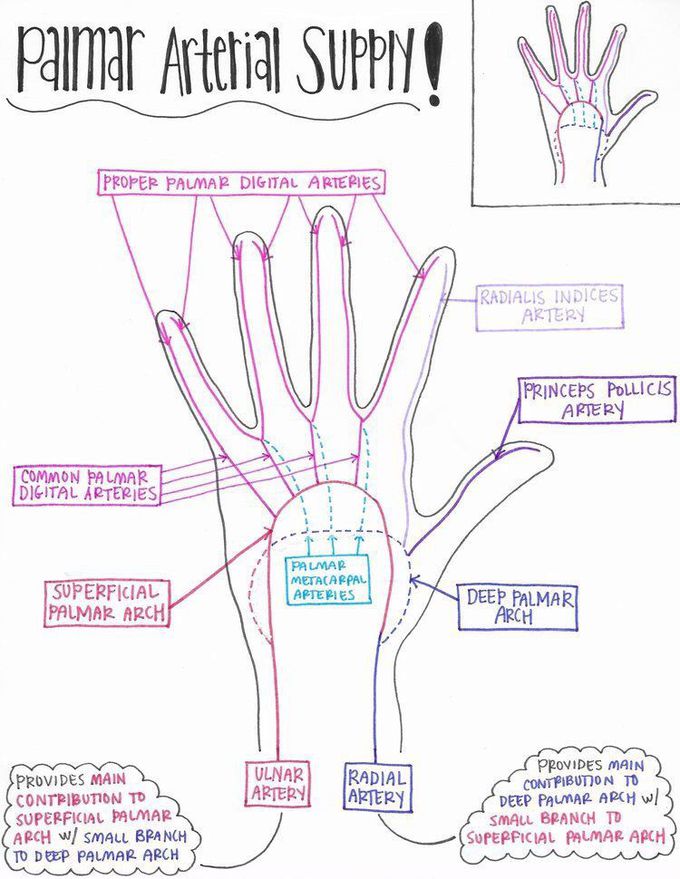 Palmar Arterial supply