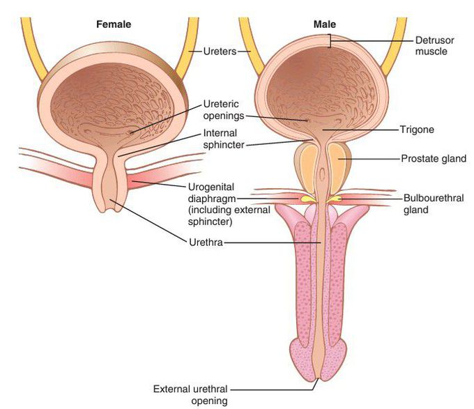 Urinary bladder