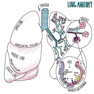 Lung Anatomy - MEDizzy