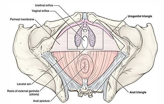 Urogenital Diaphragm