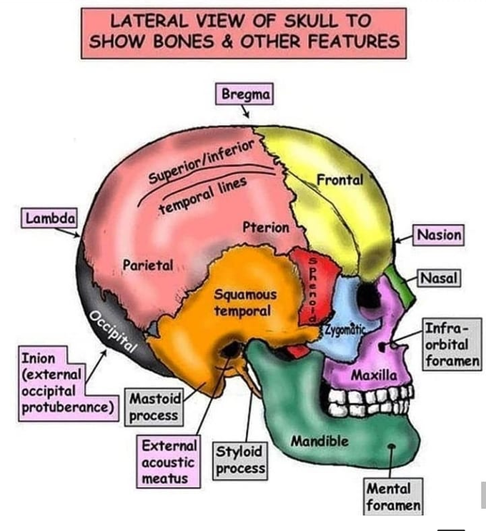 Head Bones