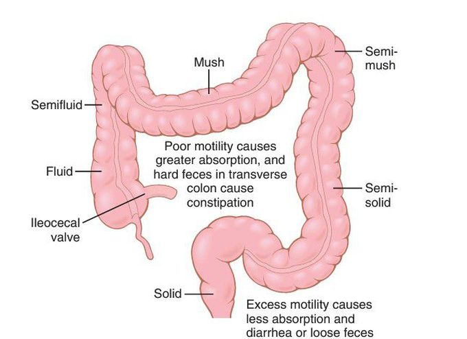 Absorptive and storage functions of the large intestine. 