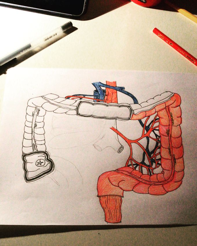 Artery of colon