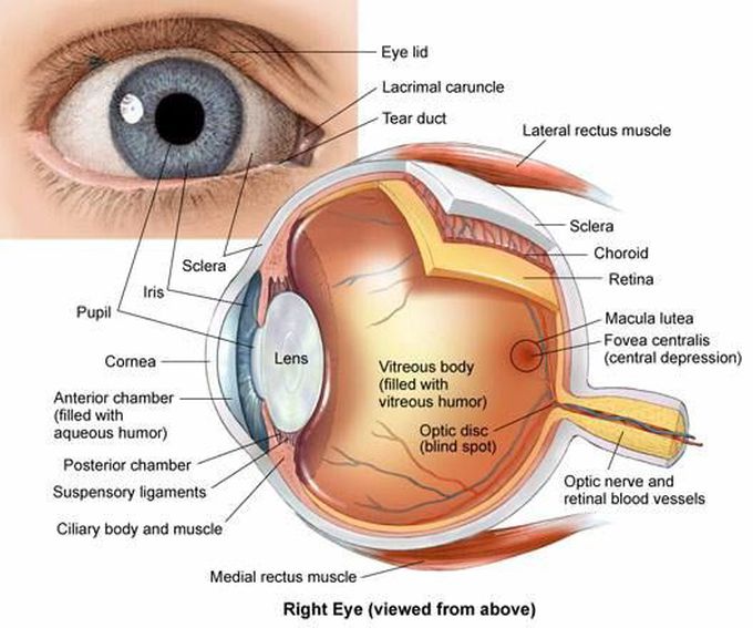 Anatomy of eye