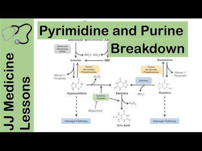 Synthesis of purines and pyrimidines