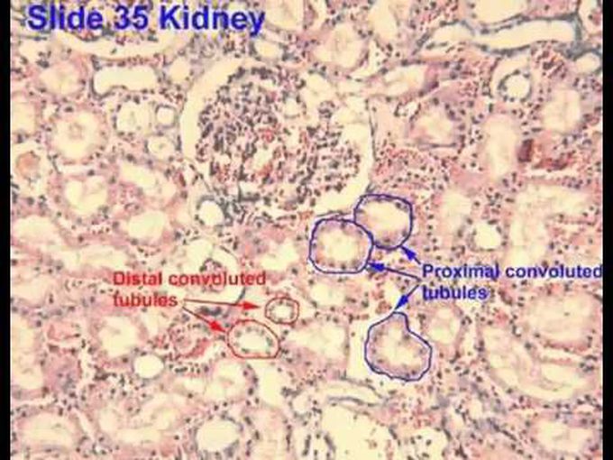 Distal vs Proximal Convoluted Tubule Histology